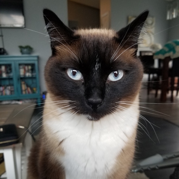 Meet your Posher, Hillary - Picture 1 of 1